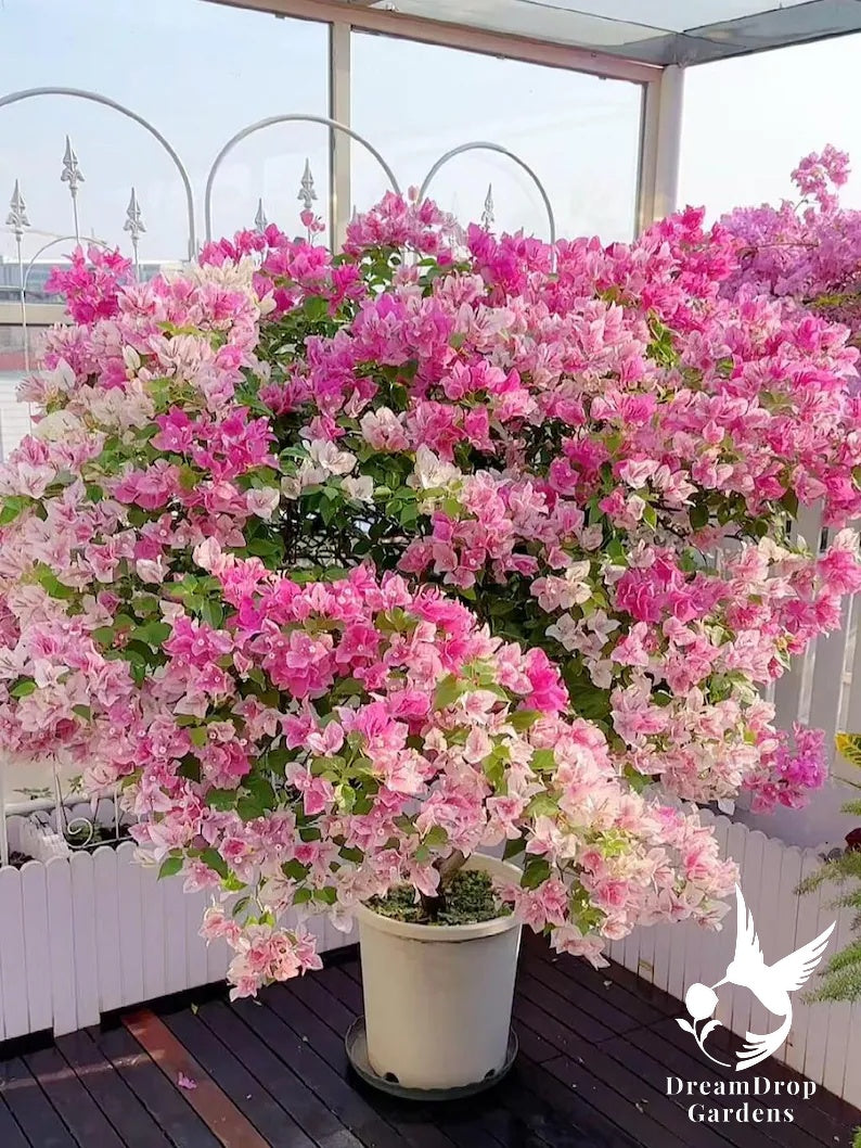 Bougainvillea - Bambino Bicolor Pink — DreamDrop Gardens photo 3