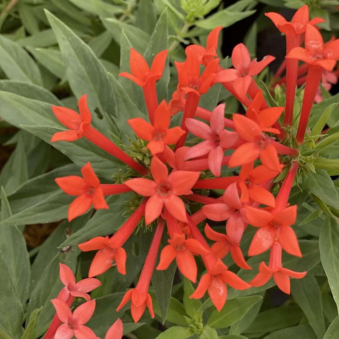 Firecracker Bush - ESTRELLITA LITTLE STAR