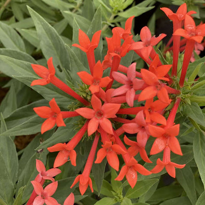 Firecracker Bush - ESTRELLITA LITTLE STAR