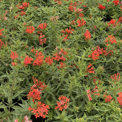 Firecracker Bush - ESTRELLITA LITTLE STAR