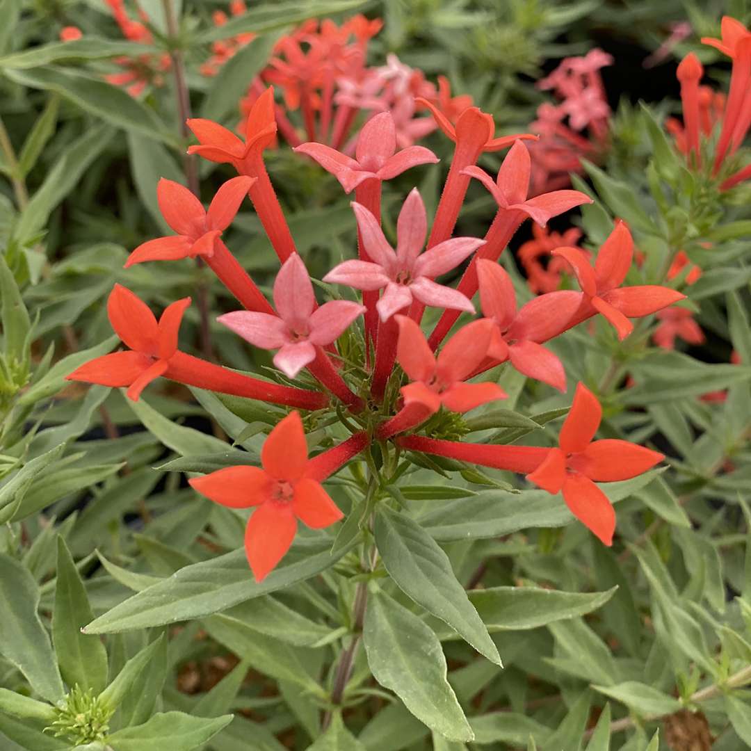 Firecracker Bush - ESTRELLITA LITTLE STAR