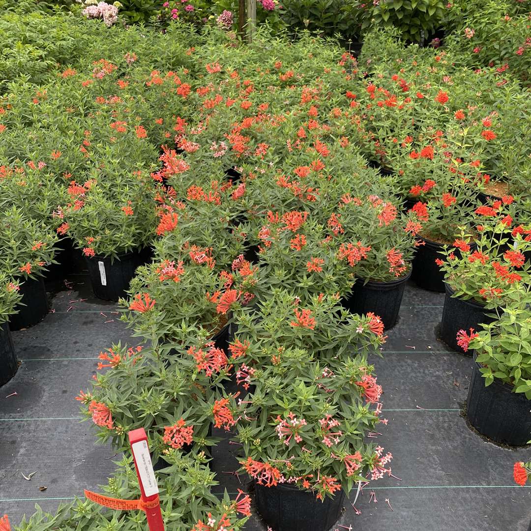 Firecracker Bush - ESTRELLITA LITTLE STAR
