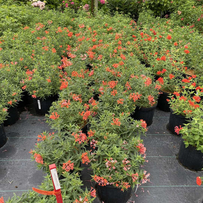 Firecracker Bush - ESTRELLITA LITTLE STAR