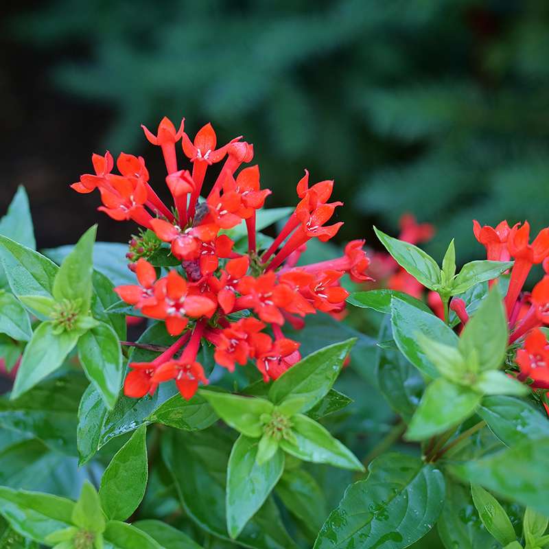 Firecracker bush - ESTRELLITA Scarlet