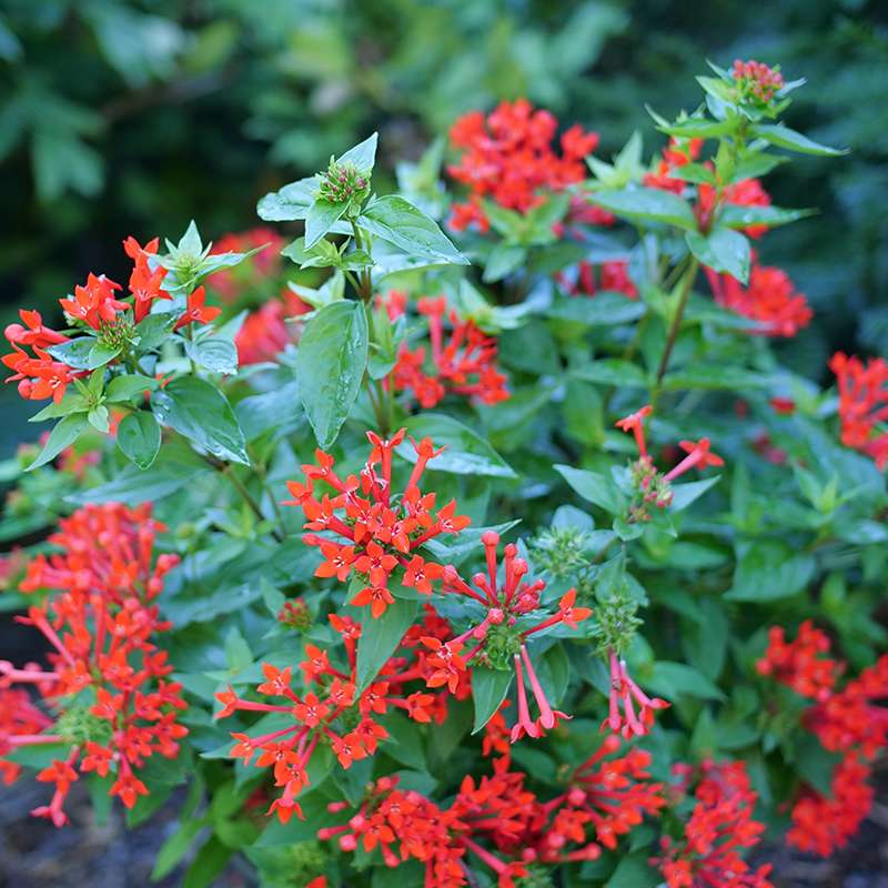 Firecracker bush - ESTRELLITA Scarlet