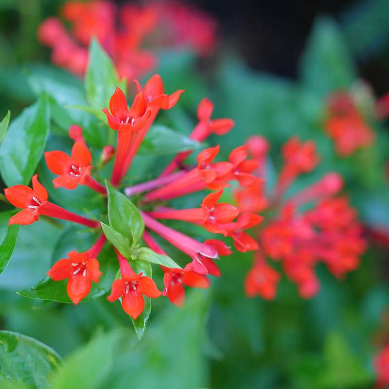 Firecracker bush - ESTRELLITA Scarlet