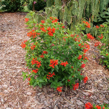 Firecracker bush - ESTRELLITA Scarlet