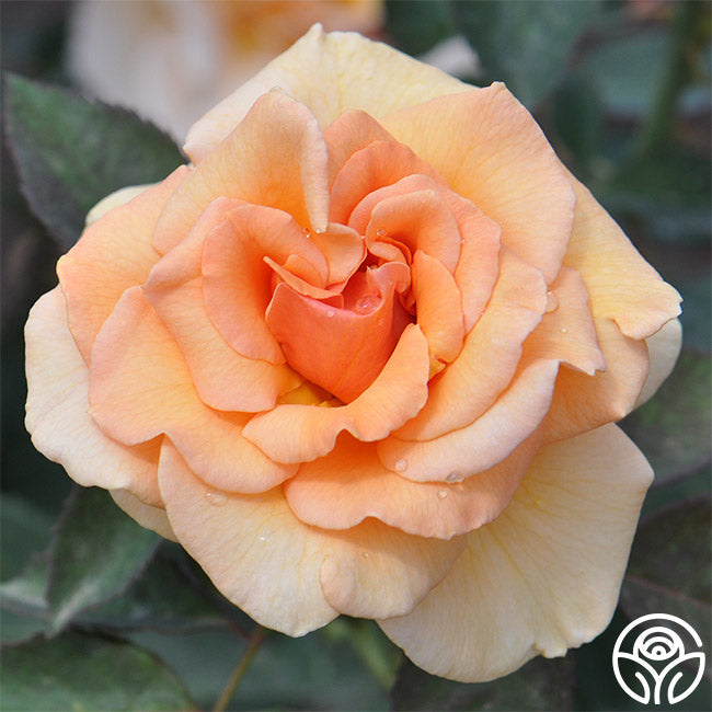 Rose - Brandy