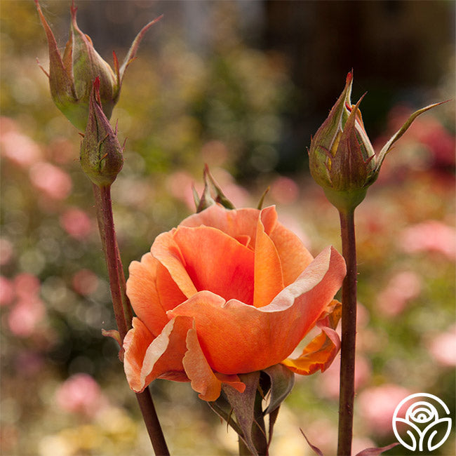 Rose - Brandy