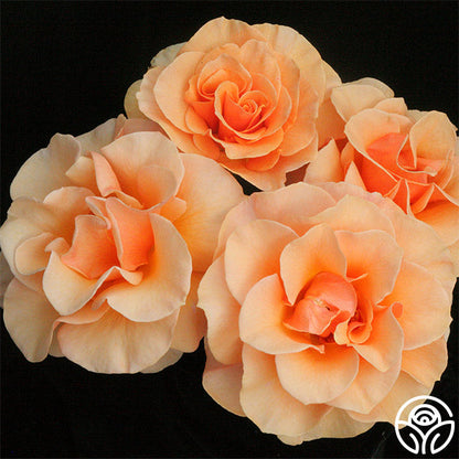 Rose - Brandy
