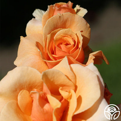 Rose - Brandy