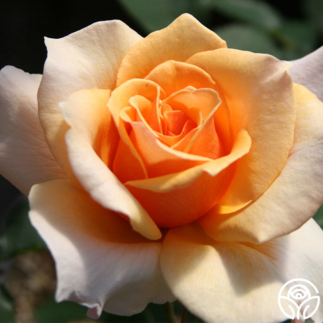 Rose - Brandy