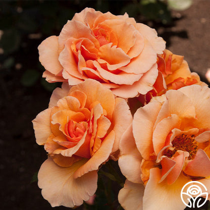 Rose - Brandy