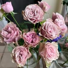 Rose - Florist Rose- Bourbon Street