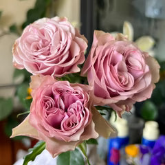 Rose - Florist Rose- Bourbon Street