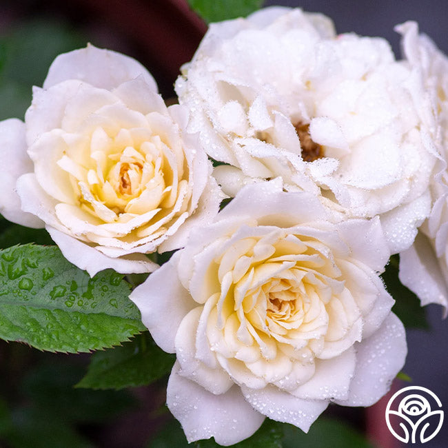 Rose - Bridal Sunblaze