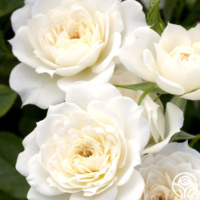 Rose - Bridal Sunblaze