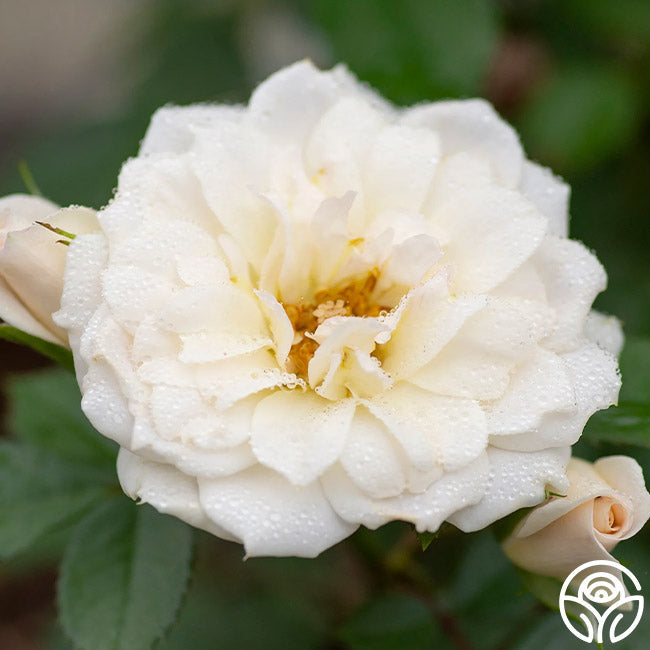 Rose - Bridal Sunblaze