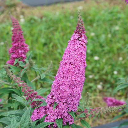 Butterfly bush - PUGSTER PINKER