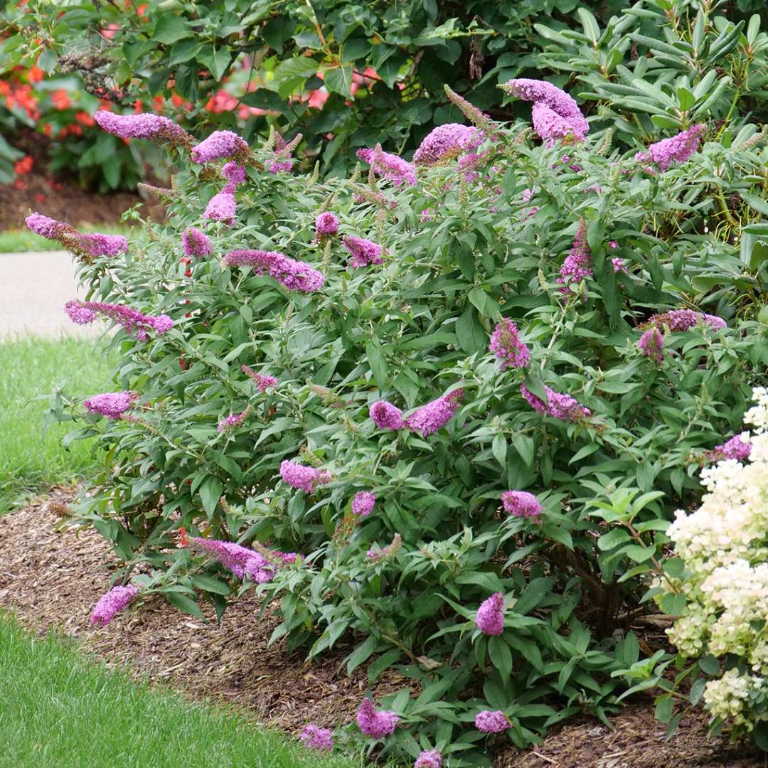 Butterfly bush - PUGSTER PINKER