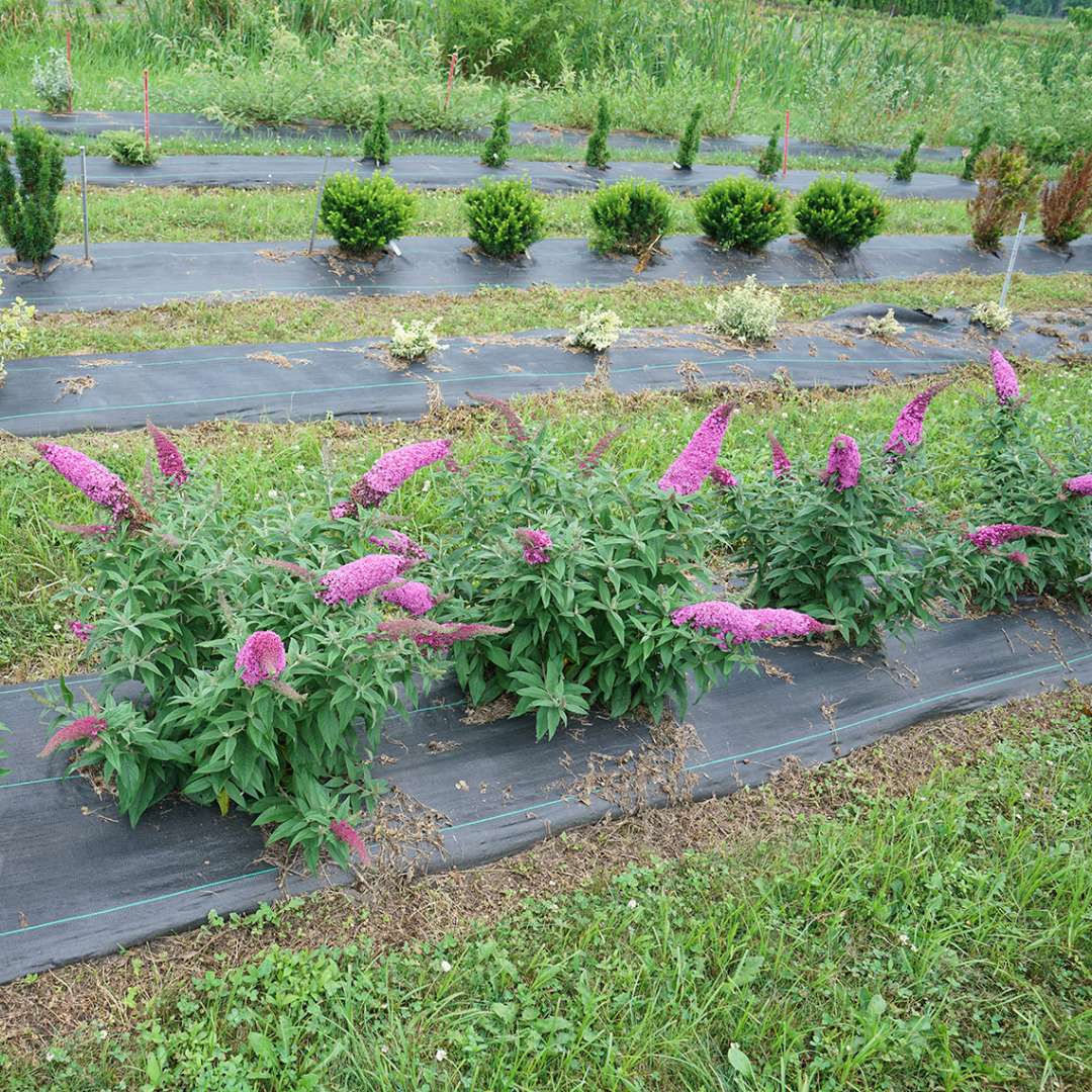 Butterfly bush - PUGSTER PINKER