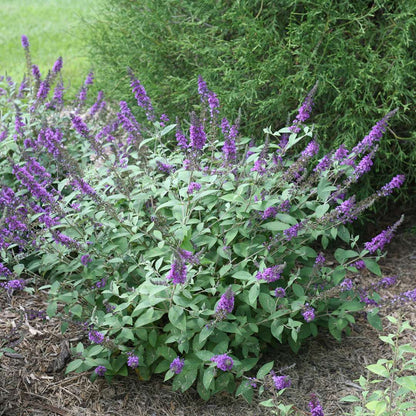 Butterfly Bush - LO & BEHOLD ‘Blue Chip Jr.’