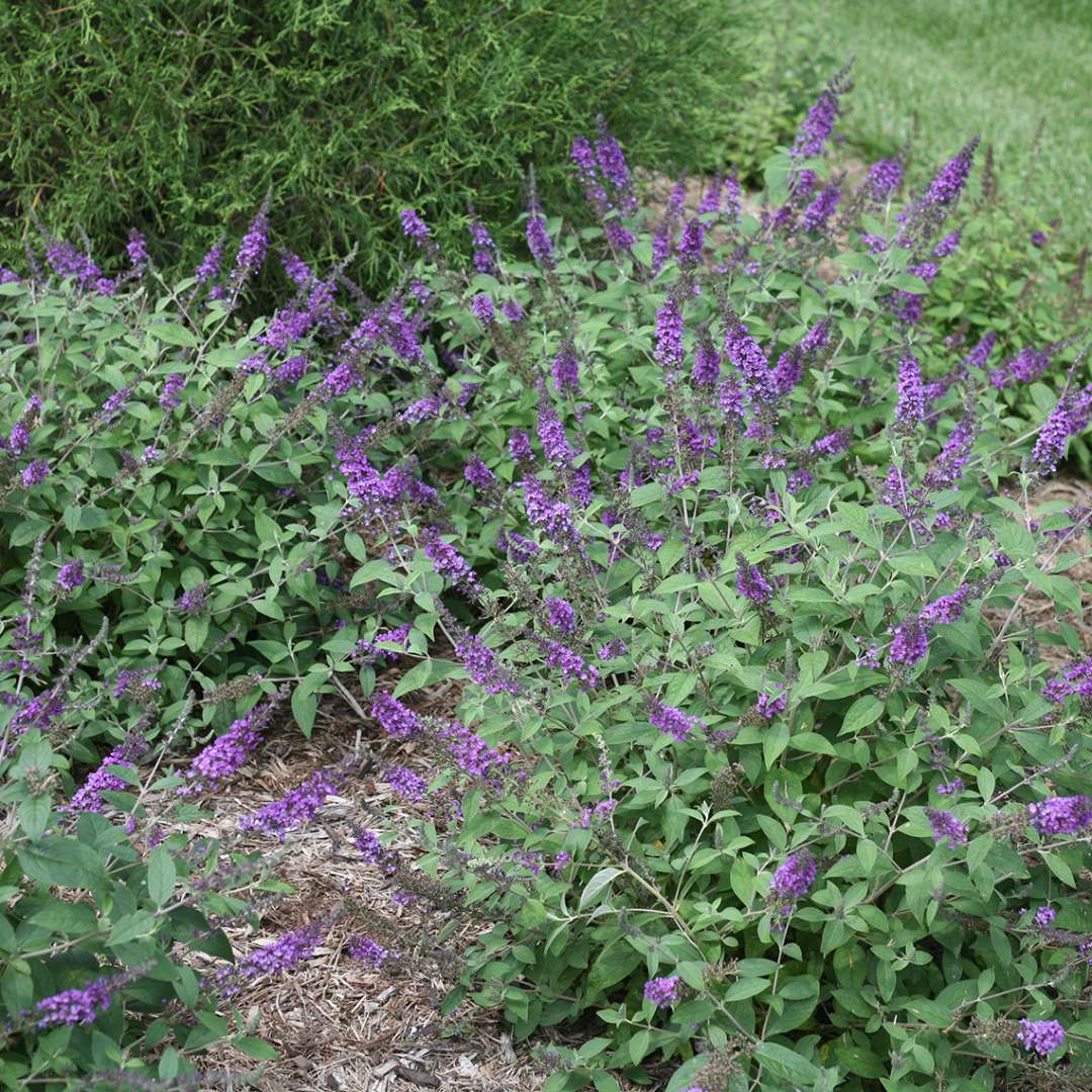 Butterfly Bush - LO & BEHOLD ‘Blue Chip Jr.’