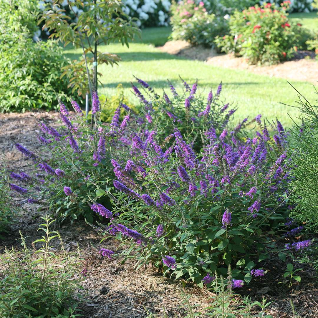 Butterfly Bush - LO & BEHOLD ‘Blue Chip Jr.’