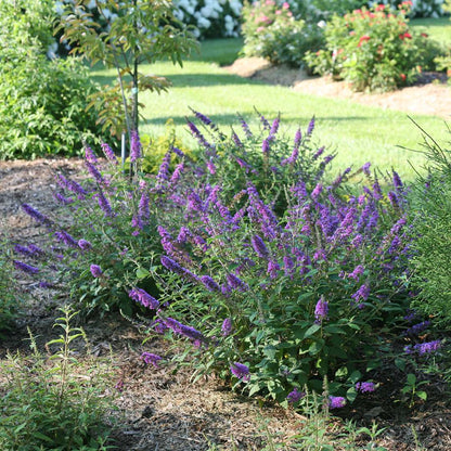 Butterfly Bush - LO & BEHOLD ‘Blue Chip Jr.’