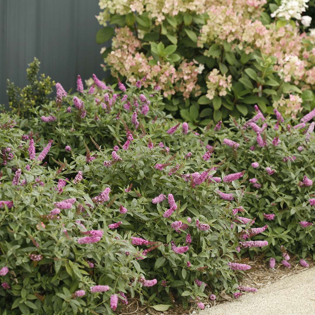 Butterfly Bush - LO & BEHOLD ‘Pink Micro Chip’