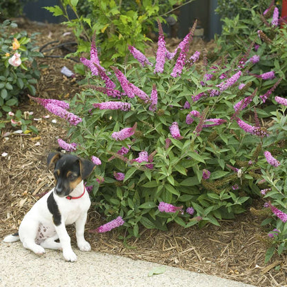 Butterfly Bush - LO & BEHOLD ‘Pink Micro Chip’
