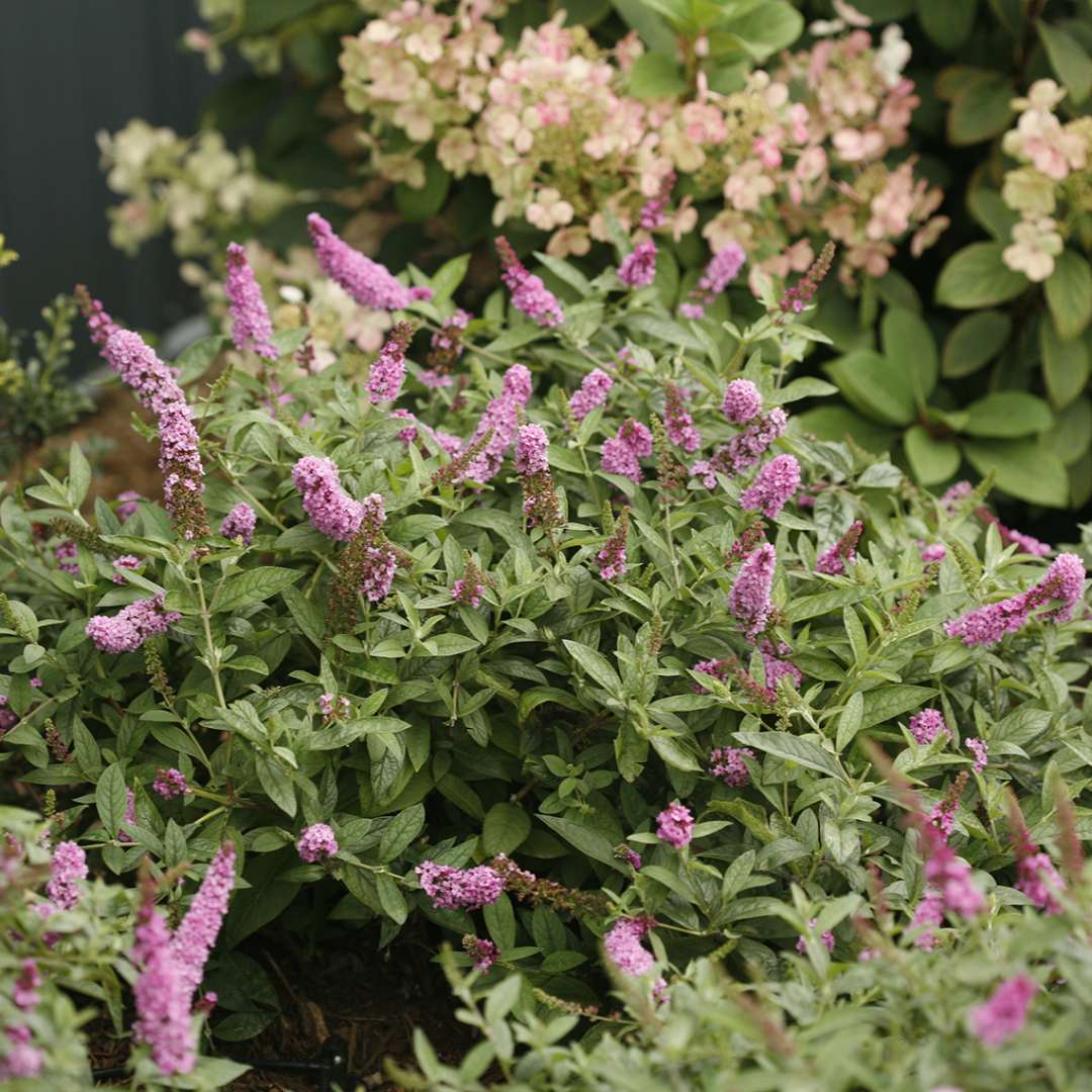 Butterfly Bush - LO & BEHOLD ‘Pink Micro Chip’