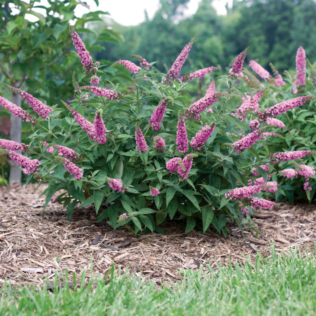 Butterfly Bush - LO & BEHOLD ‘Pink Micro Chip’