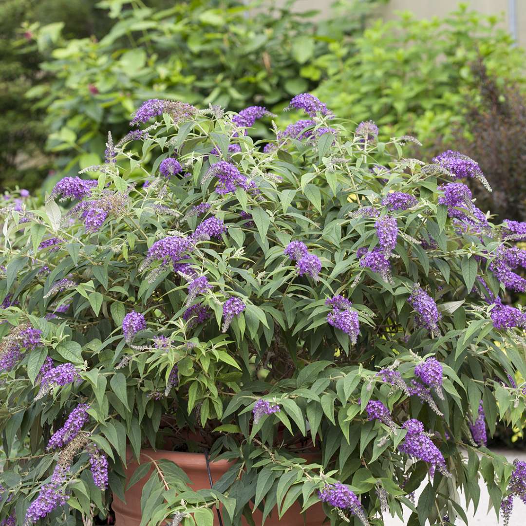 Butterfly Bush - LO & BEHOLD ‘Purple Haze’
