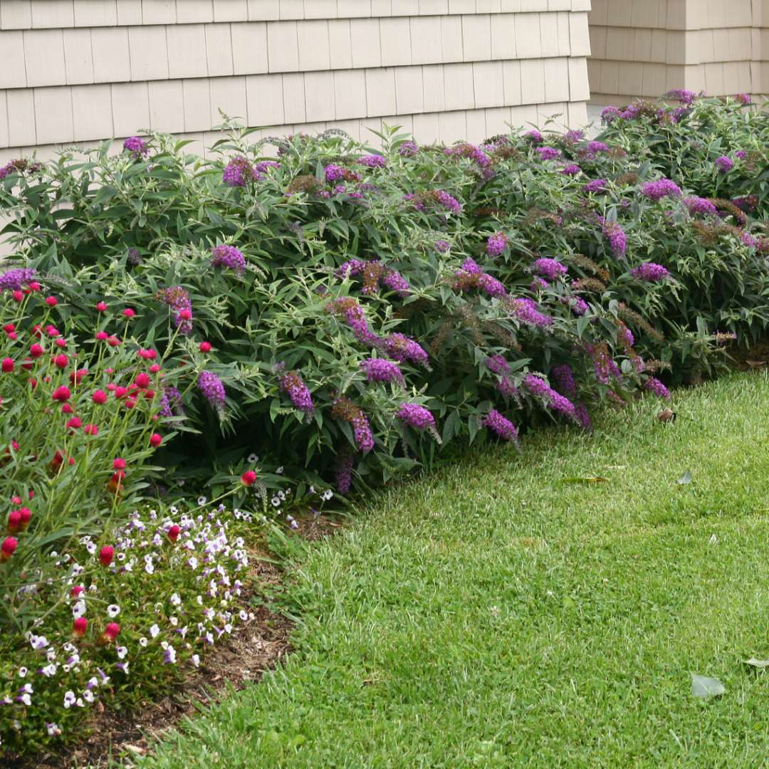 Butterfly Bush - LO & BEHOLD ‘Purple Haze’