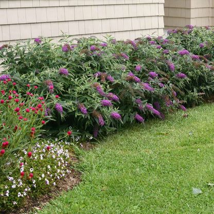 Butterfly Bush - LO & BEHOLD ‘Purple Haze’