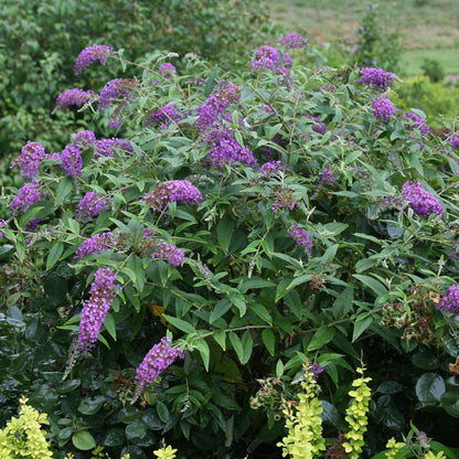 Butterfly Bush - LO & BEHOLD ‘Purple Haze’