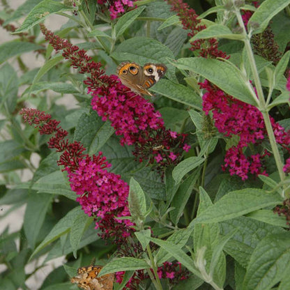 Butterfly Bush - ‘Miss Molly’
