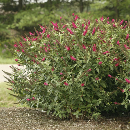 Butterfly Bush - ‘Miss Molly’