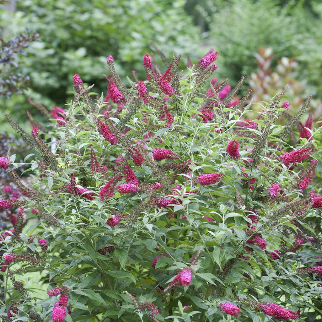 Butterfly Bush - ‘Miss Molly’