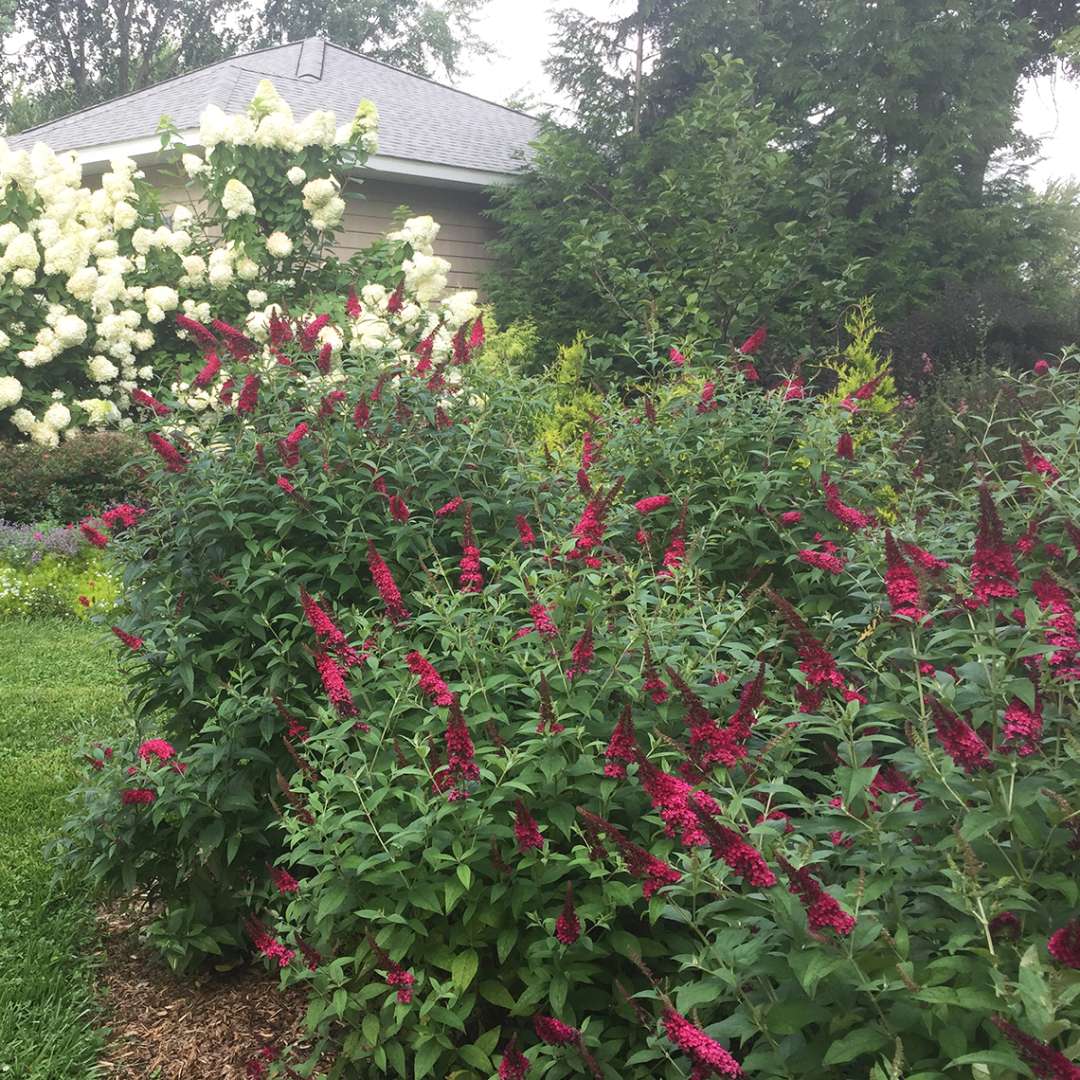 Butterfly Bush - ‘Miss Molly’