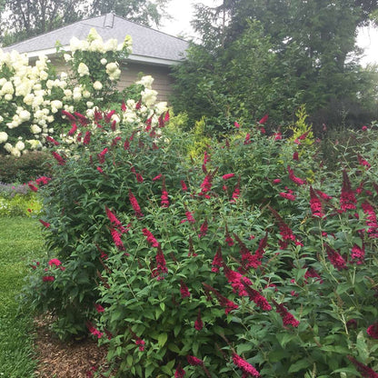 Butterfly Bush - ‘Miss Molly’