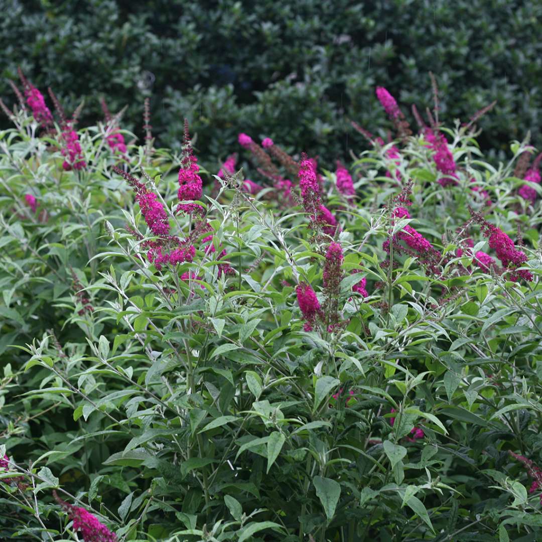 Butterfly Bush - ‘Miss Ruby’