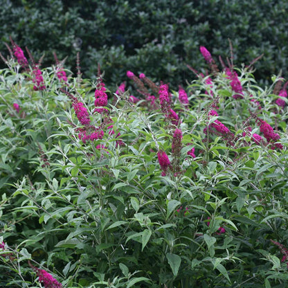 Butterfly Bush - ‘Miss Ruby’