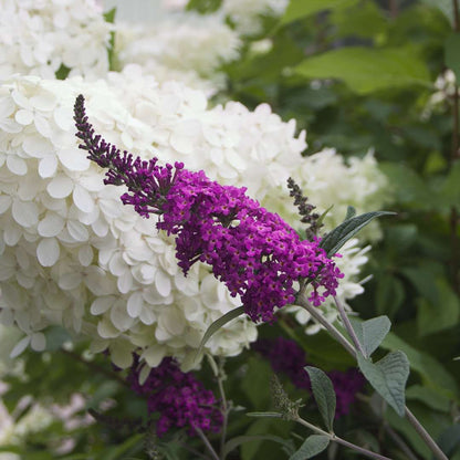 Butterfly Bush - ‘Miss Ruby’