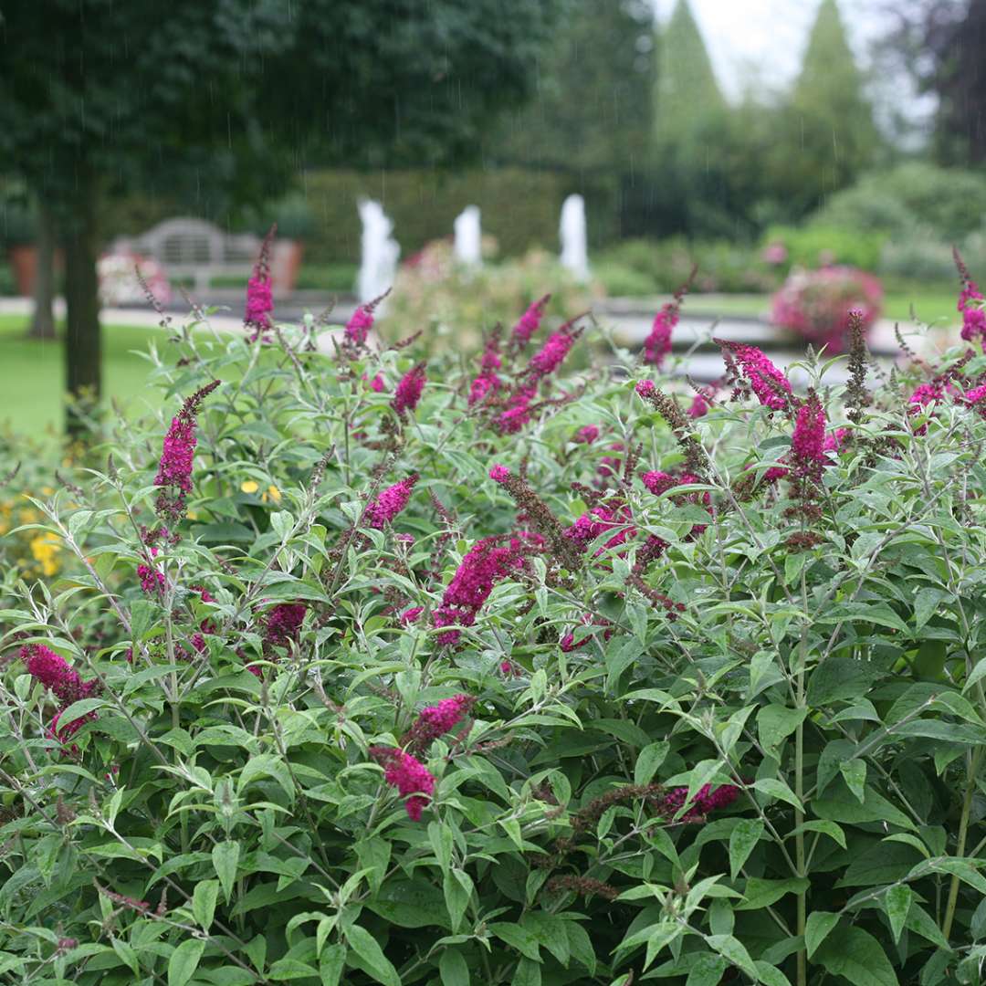 Butterfly Bush - ‘Miss Ruby’