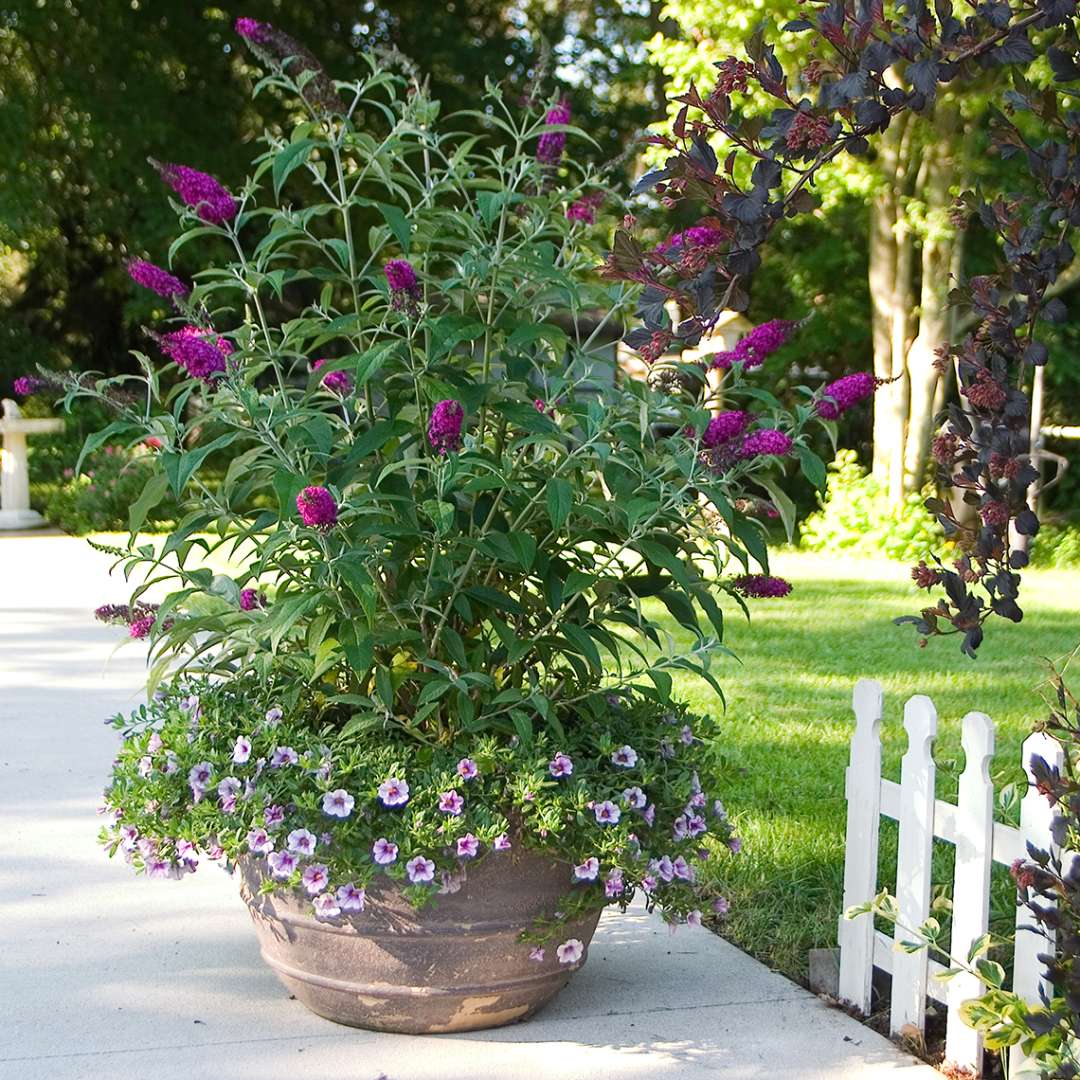 Butterfly Bush - ‘Miss Ruby’
