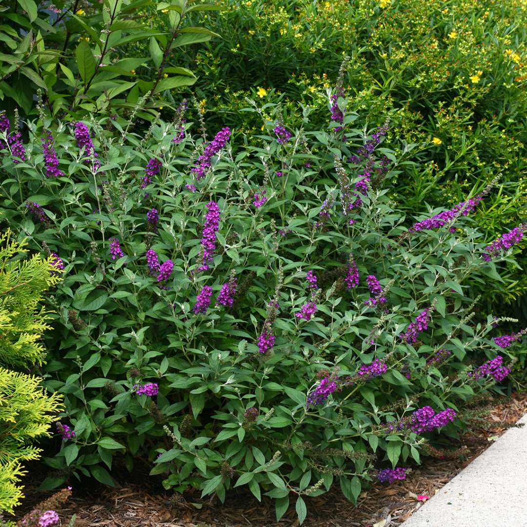 Butterfly Bush - ‘Miss Violet’