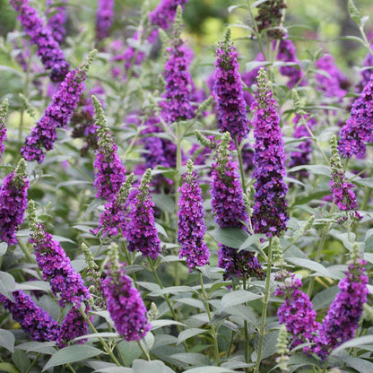 Butterfly Bush - ‘Miss Violet’