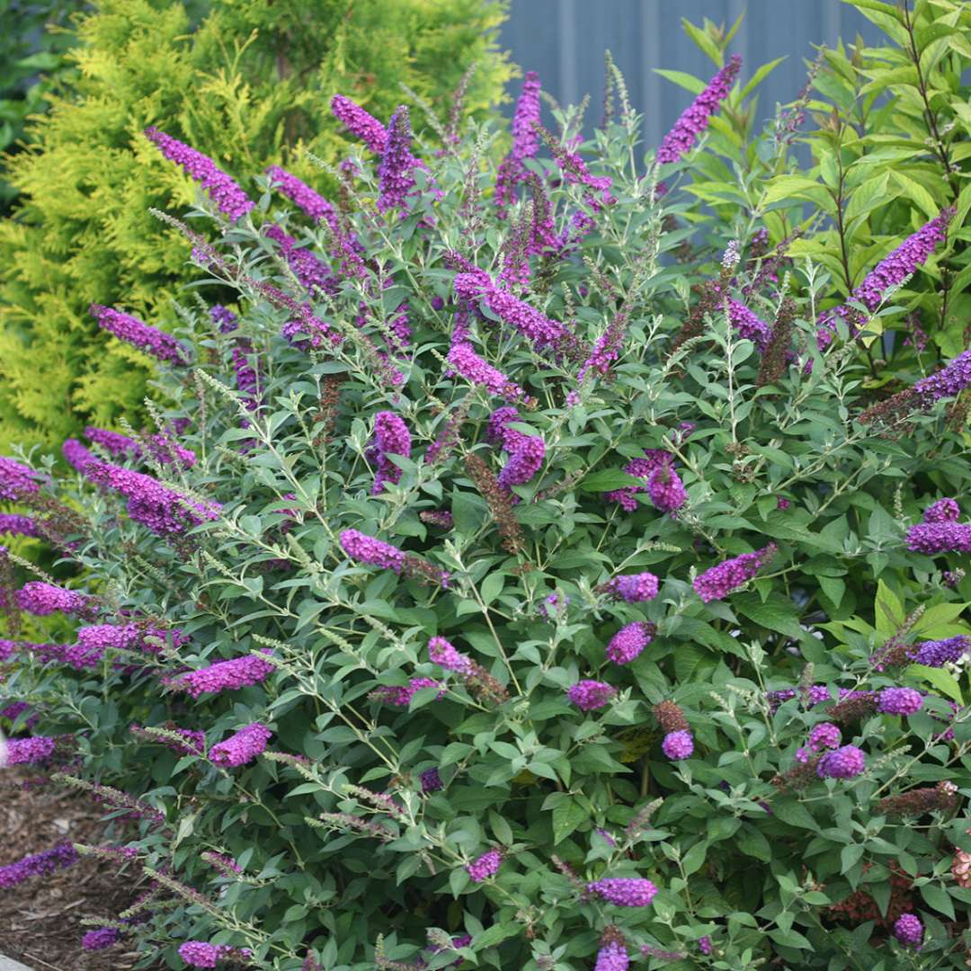Butterfly Bush - ‘Miss Violet’